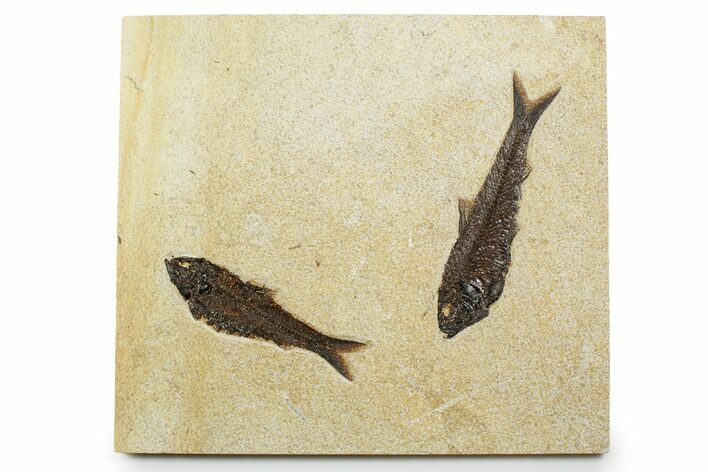Plate with Two Huge Fossil Fish (Knightia) - Wyoming #370872